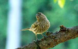 HouseFinch_6759