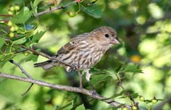 HouseFinch_6777