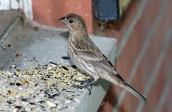 HouseFinch_6784