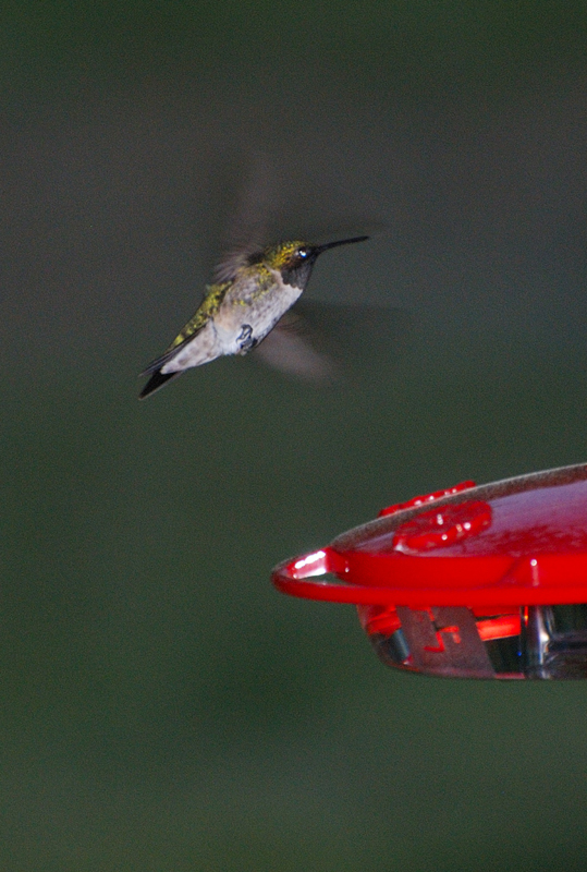 Hummingbird_2394