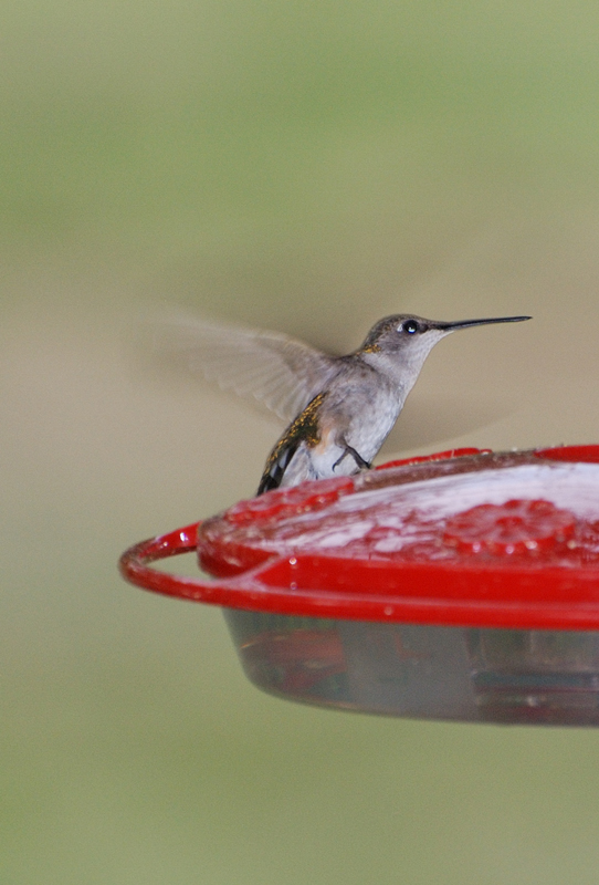 Hummingbird_2937