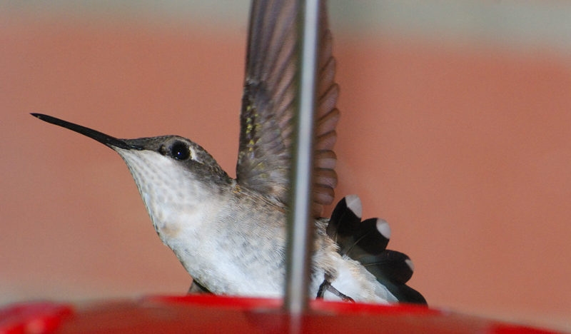 Hummingbird_4294