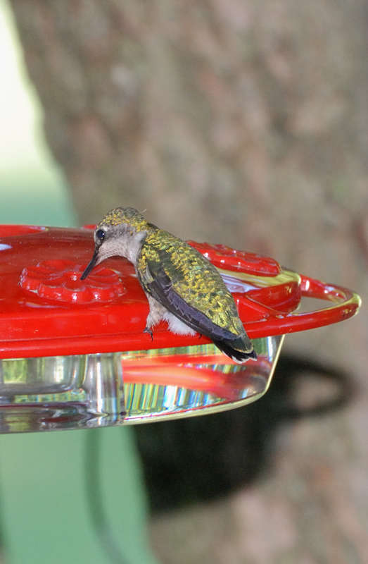 Hummingbird_4296