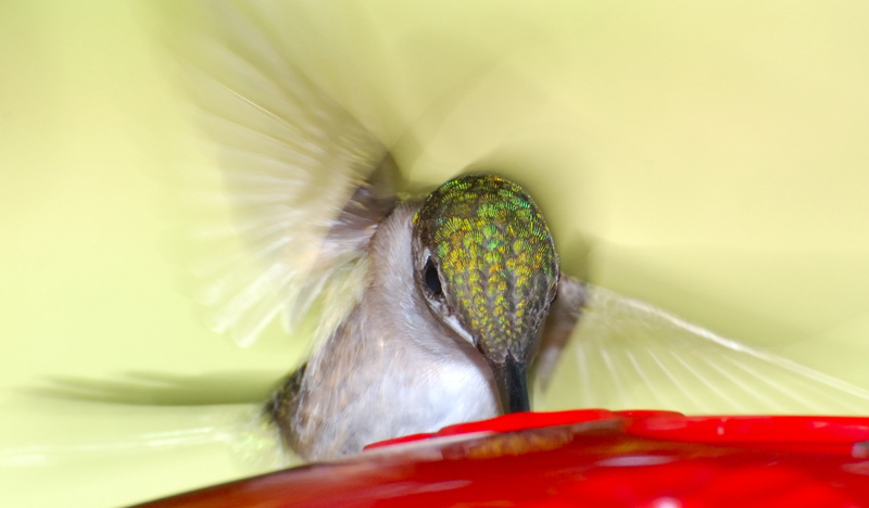 Hummingbird_4825