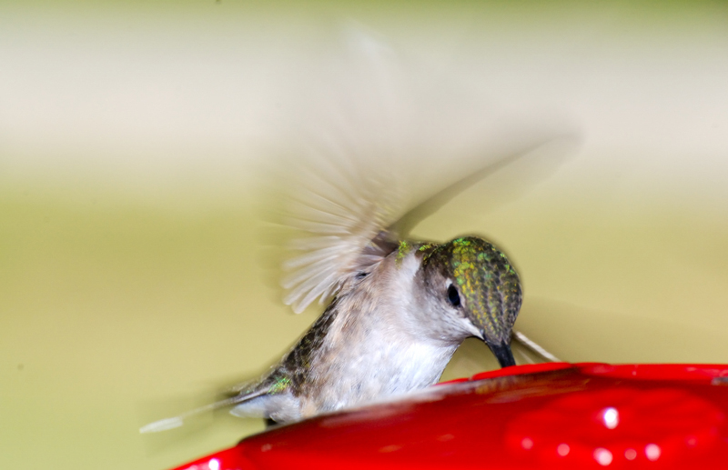 Hummingbird_4826