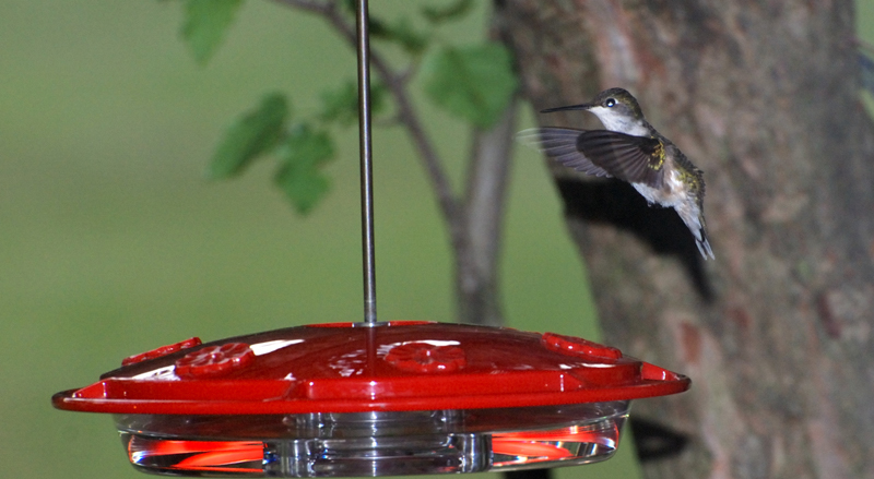 Hummingbird_4918