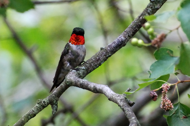 Hummingbird_8197