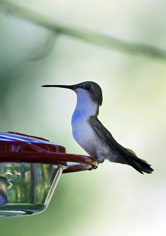 Hummingbird_9544