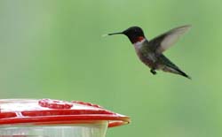 Hummingbird_2101a