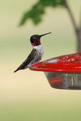 Hummingbird_2950