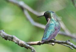 Hummingbird_3442