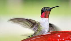 Hummingbird_4874