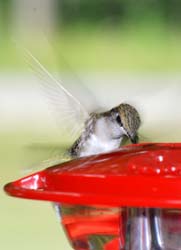 Hummingbird_4877