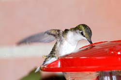 Hummingbird_5746