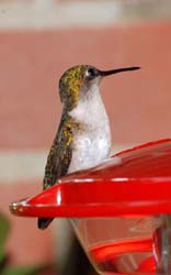 Hummingbird_5756