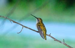 Hummingbird_6737