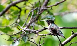 Hummingbird_8211