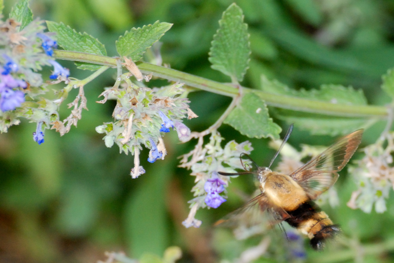 HummingbirdMoth_7853