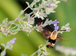 HummingbirdMoth_7850