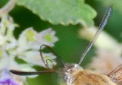 HummingbirdMoth_7853b