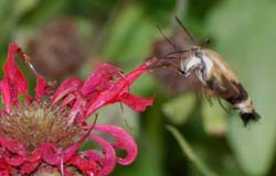 HummingbirdMoth_7855