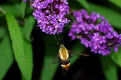 HummingbirdMoth_8941