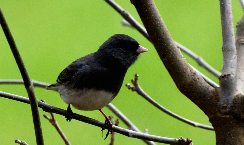 Junco_1188