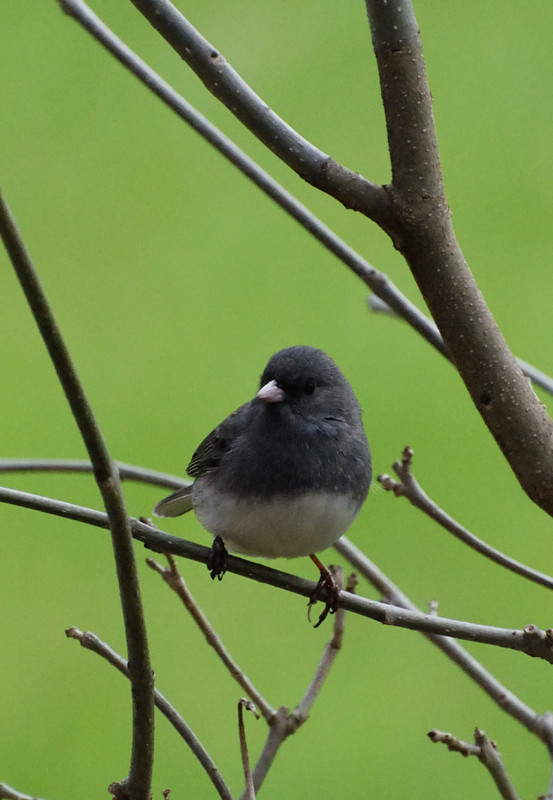 Junco_1193