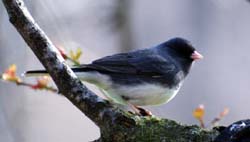 Junco_1139