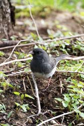 Junco_1204