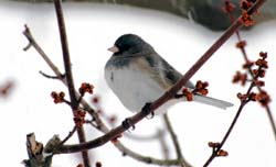 Junco_ColdBird_0420smNEF