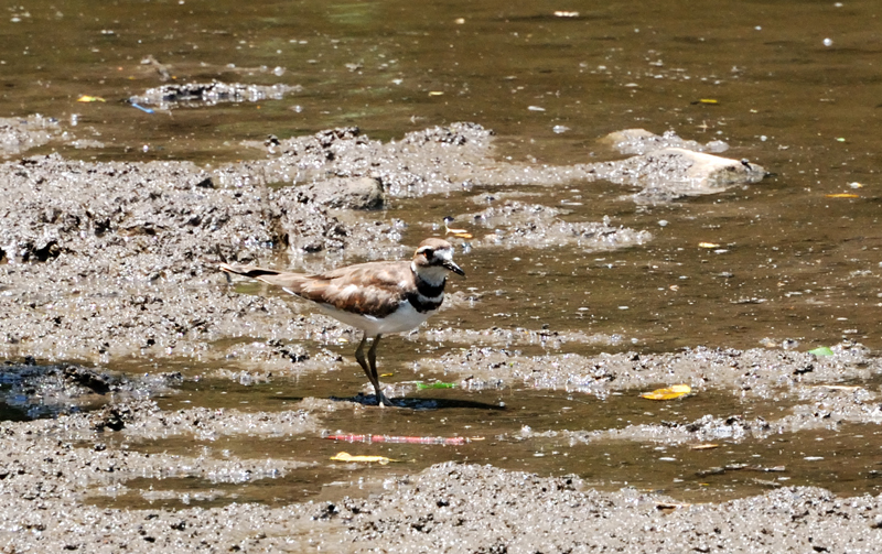 KIlldeer_7242