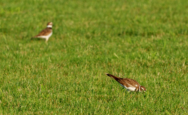 Killdeer_2114