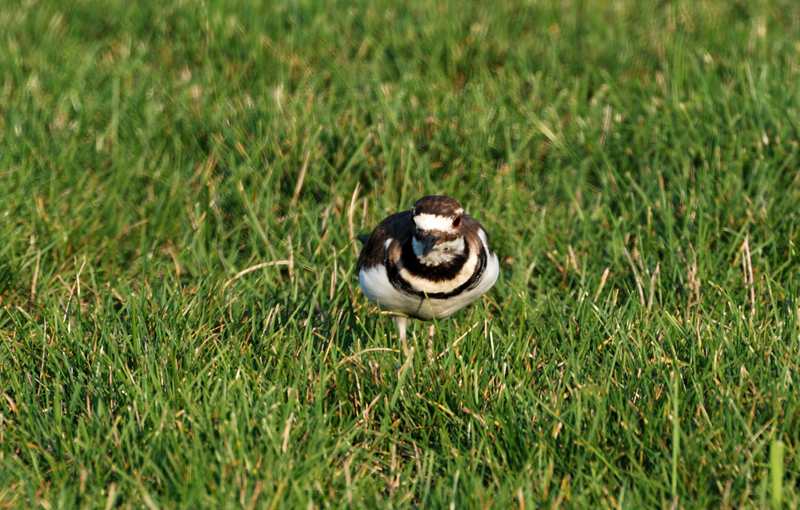 Killdeer_2138