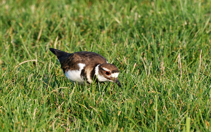 Killdeer_2140