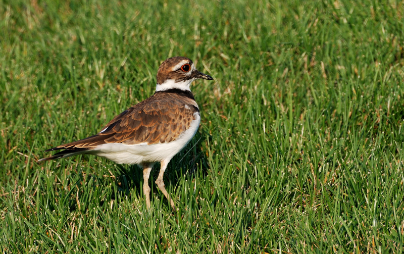 Killdeer_2143