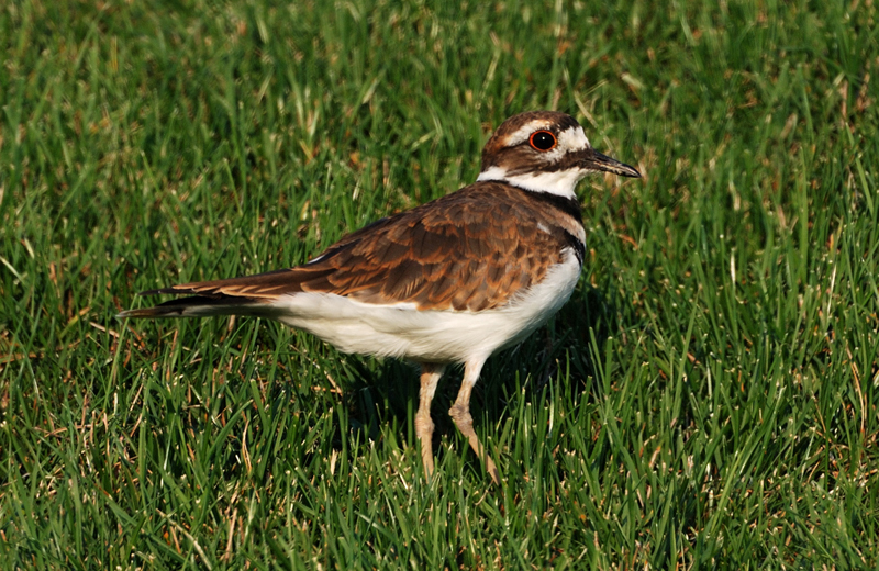 Killdeer_2146