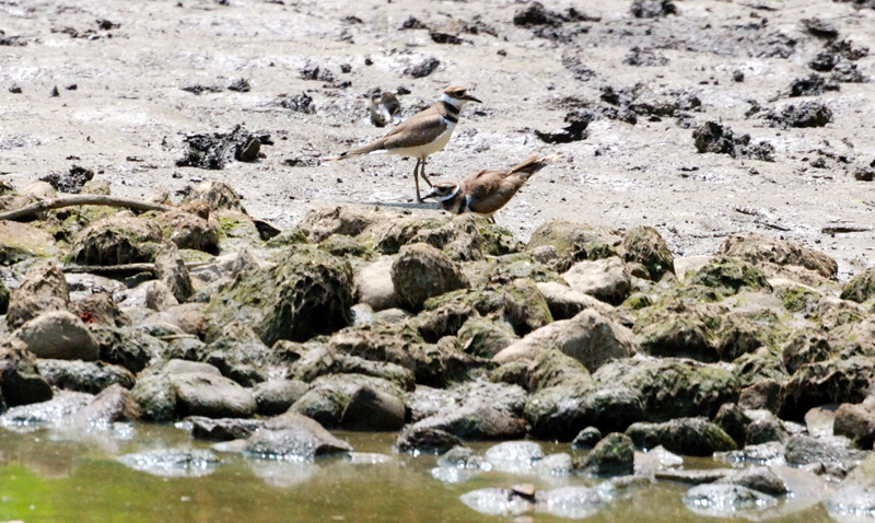 Killdeer_7167