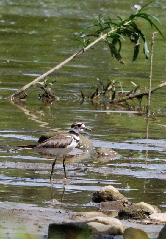 Killdeer_7683