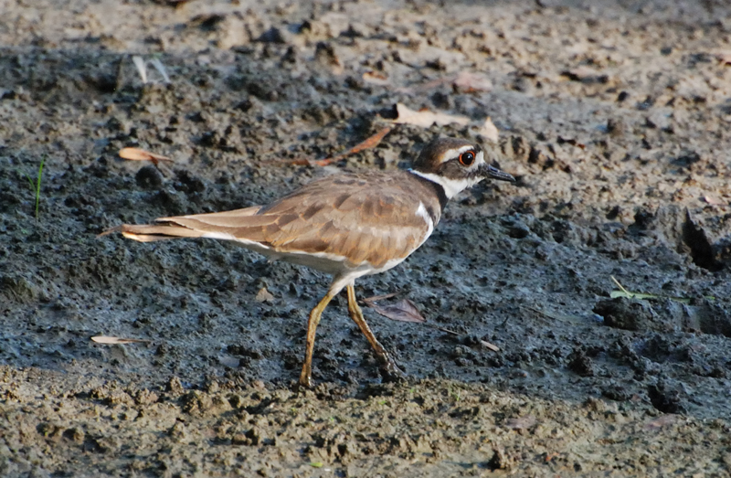 Killdeer_7940