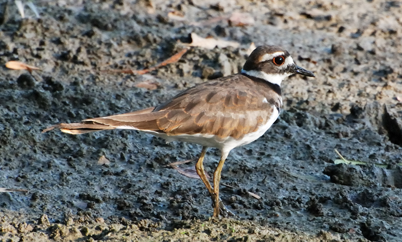 Killdeer_7943