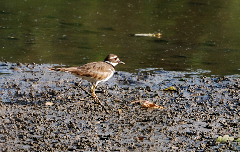 Killdeer_7944