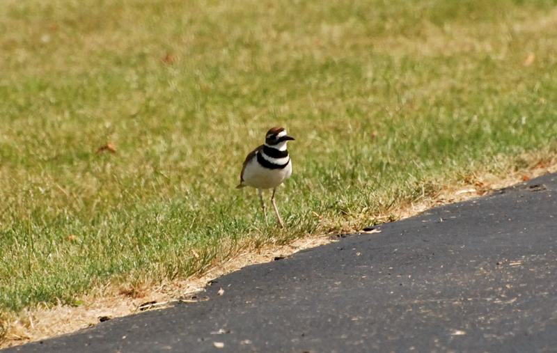 Killdeer_8826