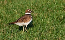 Killdeer_2143