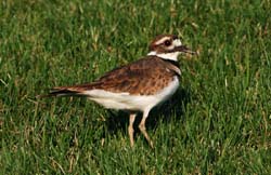 Killdeer_2146