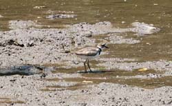 Killdeer_7239