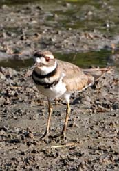 Killdeer_7932