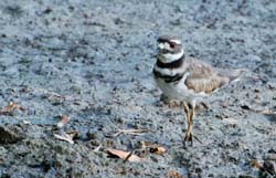 Killdeer_7935