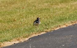 Killdeer_8826