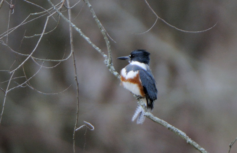 Kingfisher_6644